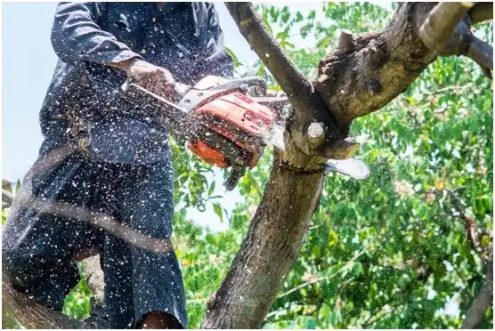 tree services Cascade Locks